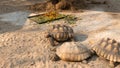 .The process of mating turtles in the zoo. Breeding turtles around the world