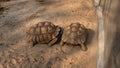 .The process of mating turtles in the zoo. Breeding turtles around the world