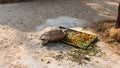 .The process of mating turtles in the zoo. Breeding turtles around the world