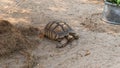 .The process of mating turtles in the zoo. Breeding turtles around the world