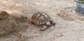 .The process of mating turtles in the zoo. Breeding turtles around the world