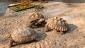 .The process of mating turtles in the zoo. Breeding turtles around the world