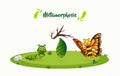 Process metamorphosis butterfly background. Process of butterfly life cycle design vector illustration