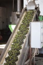 The process of olive cleaning and defoliation in small scale olive oil mill