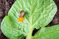 The process of oviposition by the Colorado potato beetle on a potato leaf Royalty Free Stock Photo