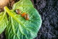 The process of oviposition by the Colorado potato beetle on a potato leaf Royalty Free Stock Photo