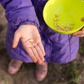 The process of planting germinated corn kernels Royalty Free Stock Photo