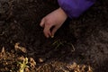 The process of planting germinated corn kernels Royalty Free Stock Photo