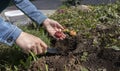 The process of planting a gladiolus bulb or corm in a mixborder in a garden plot. Seasonal work on planting seedlings of flowers