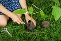 The process of planting paulownia, the root system in the hands of the gardener. Young green paulownia tree, breeding flowering Royalty Free Stock Photo