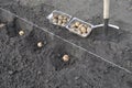 Process of planting potato in the field