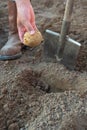 The process of planting potatoes by hand. Farmer`s hand with shovel and potato tuber Royalty Free Stock Photo