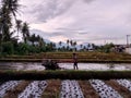 a process of planting rice that begins with plowing the field Royalty Free Stock Photo