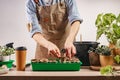 Process of preparation prepended seedlings for the new season. Unrecognizable person. Home gardening concept. Royalty Free Stock Photo