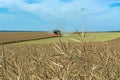 Process of harvesting by harvesters. plants in reapers. truck unloading