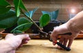How To Start A Rubber Tree Plant: Propagation Step 2. Cut branches at an angle of 45 degrees .Indoor Trees for Every Room of Your Royalty Free Stock Photo