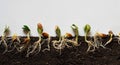 The process of seed germination in the soil on a cut isolated on a white background.The concept of agriculture,growing Royalty Free Stock Photo