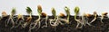 The process of seed germination in the soil on a cut isolated on a white background.The concept of agriculture,growing Royalty Free Stock Photo