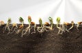 The process of seed germination in the soil on a cut isolated on a white background.The concept of agriculture,growing Royalty Free Stock Photo