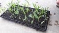 The process of seeding corn plants in the planting medium so
