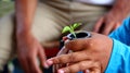 The process of seeding vegetable seeds on special ingredients