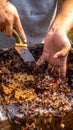 The process of separating the colony of stingless bee Trigona s.p. Royalty Free Stock Photo
