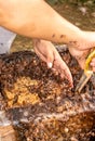 The process of separating the colony of stingless bee Trigona s.p. Royalty Free Stock Photo
