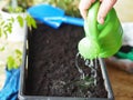 The process of sowing tomato seeds in a box for growing rossada. Watering the soil in the box.Agricultural preparatory spring work Royalty Free Stock Photo