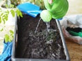 The process of sowing tomato seeds in a box for growing rossada. Watering the soil in the box.Agricultural preparatory spring work Royalty Free Stock Photo