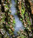 Bubbles In Tree Bark From Stemflow Mixing