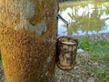The process of taking rubber tree sap from the hulled tree trunk. Agricultural process stages. Royalty Free Stock Photo