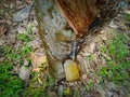 The process of taking rubber tree sap from the hulled tree trunk. Agricultural process stages. Royalty Free Stock Photo