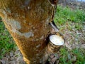 The process of taking rubber tree sap from the hulled tree trunk. Agricultural process stages.