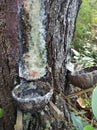 the process of tapping pine resin that is accommodated with coconut shells