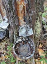 the process of tapping pine resin that is accommodated with coconut shells Royalty Free Stock Photo