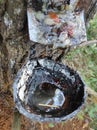 the process of tapping pine resin that is accommodated with coconut shells Royalty Free Stock Photo