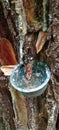 the process of tapping pine resin using a blue plastic bowl