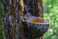 Pine sap tapping process Royalty Free Stock Photo