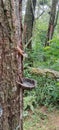 the process of tapping pine tree sap