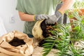 Transplanting an indoor Chamaedorea flower Royalty Free Stock Photo
