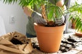 Transplanting an indoor Chamaedorea flower Royalty Free Stock Photo