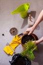 The process of transplanting a houseplant Chamaedorea elegans into a spacious pot. Women`s hands take care of home plants Royalty Free Stock Photo