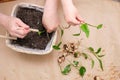 process of transplanting a houseplant Drimiopsis, close up of bulbous plant. elderly woman and a child plant a flower