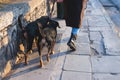 Process of walking with dogs in a countryside park, professional dog walker with several dogs on a leash, joy of having multiple