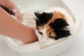 The process of washing the cat in the bathroom. Wet and unhappy cat Royalty Free Stock Photo