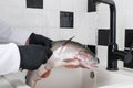 The process of washing and cleaning red trout, by a chef in black gloves, with a sharp knife under a stream of water, in the sink