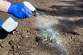 Process of watering freshly planted seedlings in the soil in the garden.