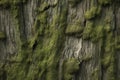 Processed collage of moss on tree bark surface texture. Background for banner, backdrop or texture Royalty Free Stock Photo