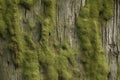 Processed collage of moss on tree bark surface texture. Background for banner, backdrop or texture Royalty Free Stock Photo