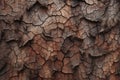 Processed collage of old tree bark trunk material texture. Background for banner, backdrop Royalty Free Stock Photo